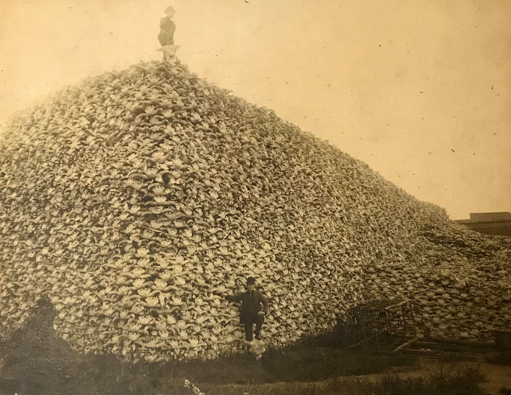 Bone pile